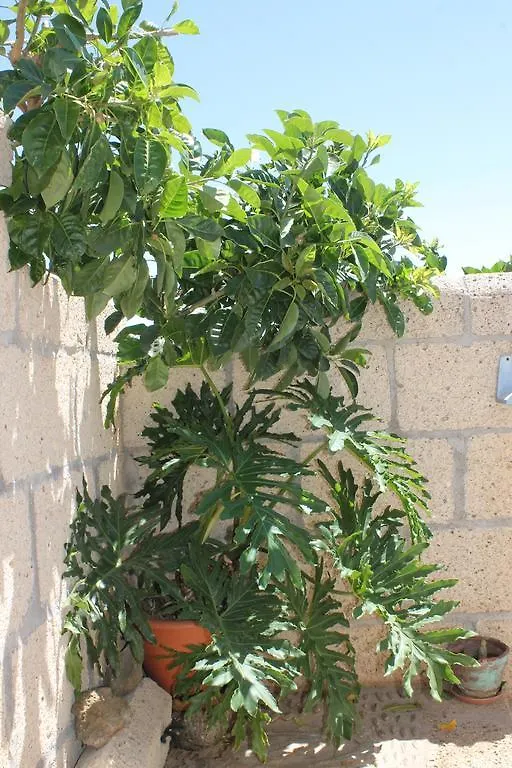 Landsted Casa Rural Anton Piche With Pool-Adults Only Granadilla De Abona